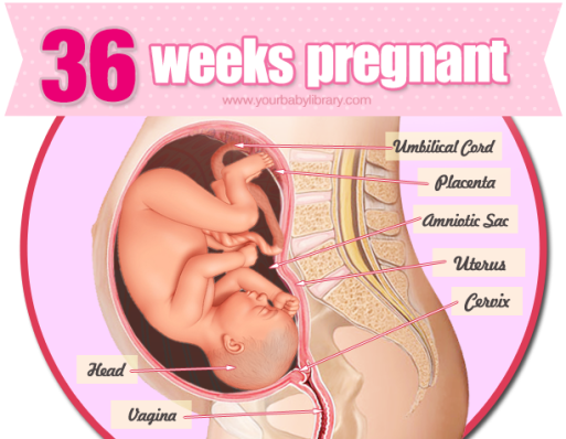 Pregnancy week 36 – hopes and fears