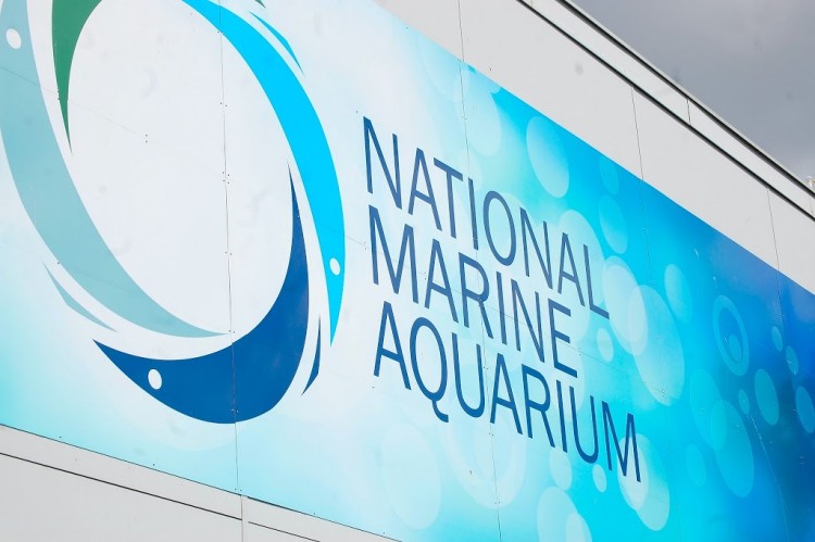 Discovering the Deep – a day out at the National Marine Aquarium