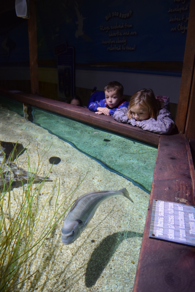 SeaLife Centre Weymouth review