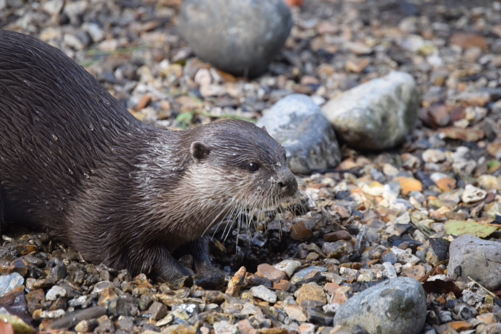 SeaLife Centre Weymouth review