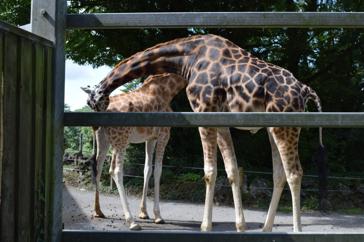 A day at Paignton Zoo