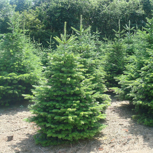 Giveaway: Win a 6ft real Christmas tree & stand