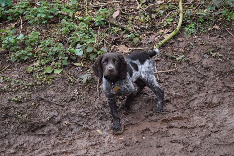 Bella, cocker spaniel, puppy