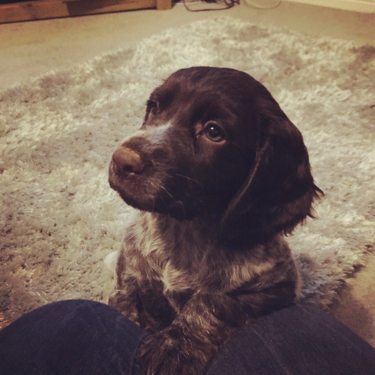 Bella, cocker spaniel, puppy