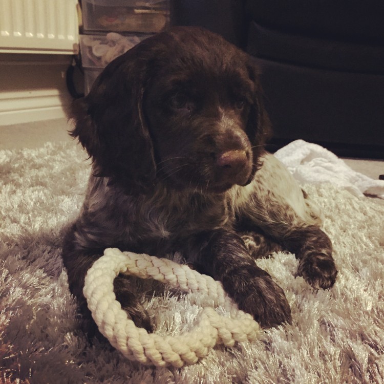 Bella, cocker spaniel, puppy