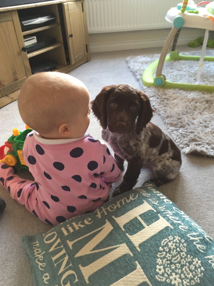 Bella, cocker spaniel, puppy