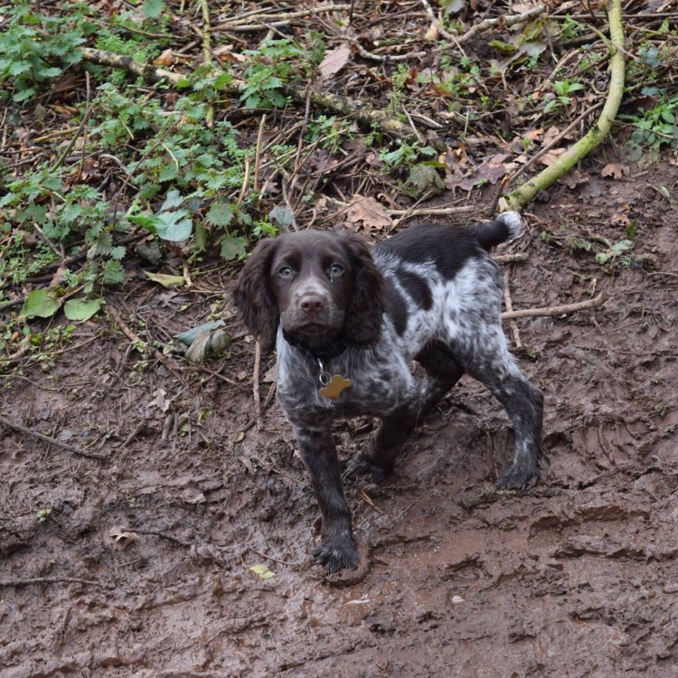 Bella, cocker spaniel, puppy