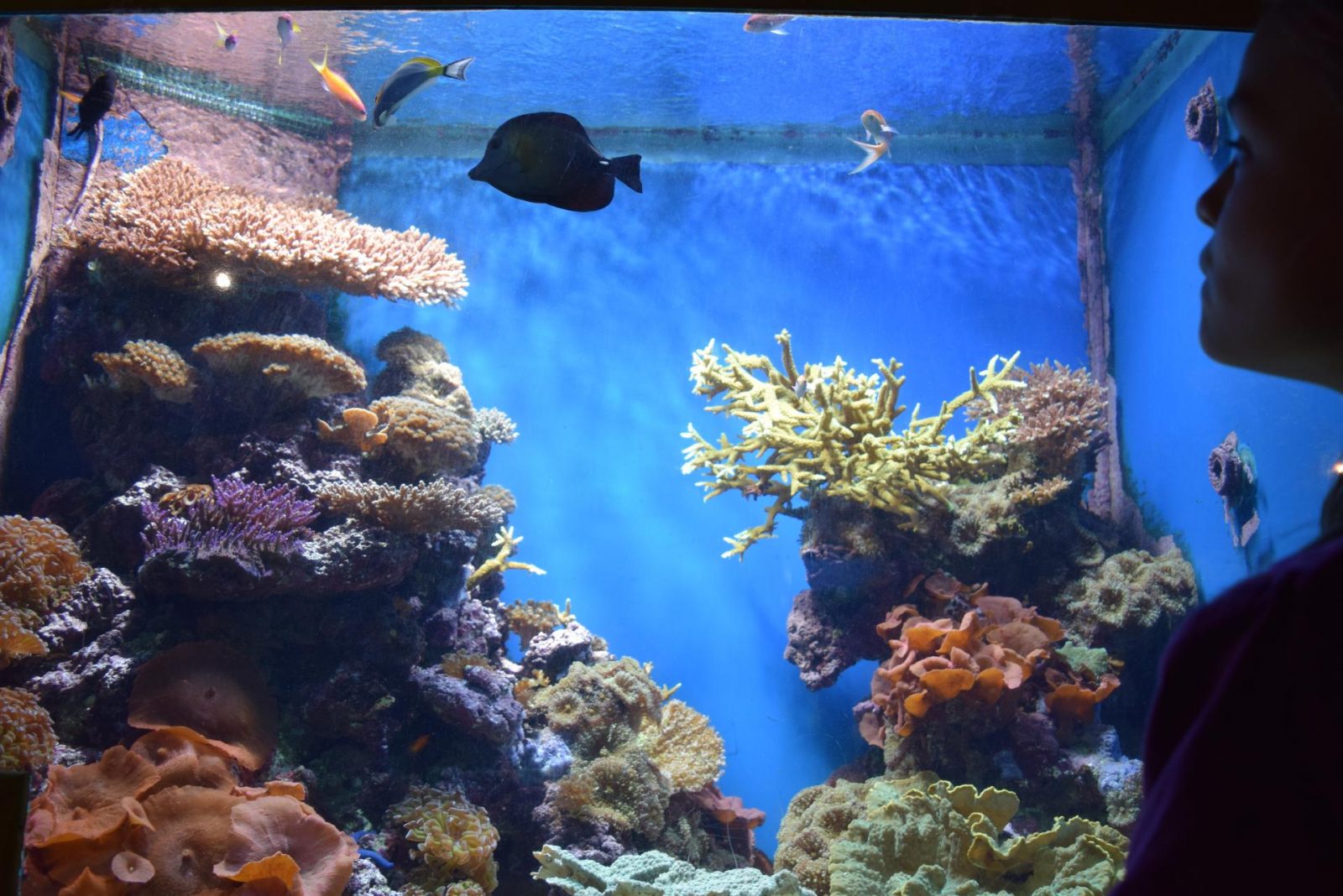 Review | National Marine Aquarium, Plymouth - Family Fever