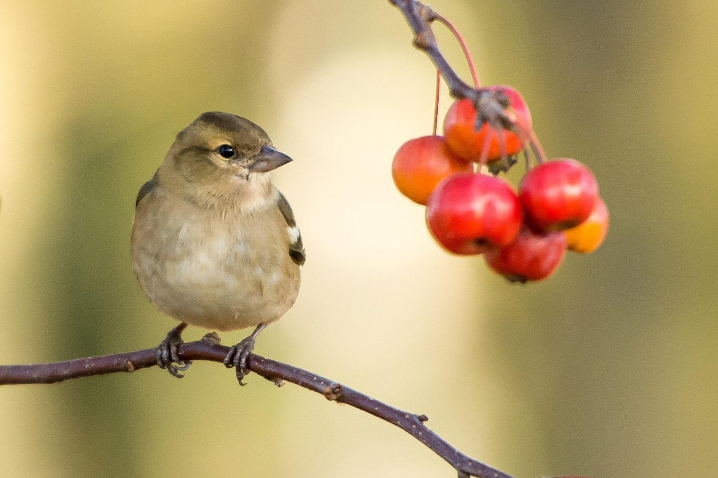 Tips for welcoming animals and birds into your garden