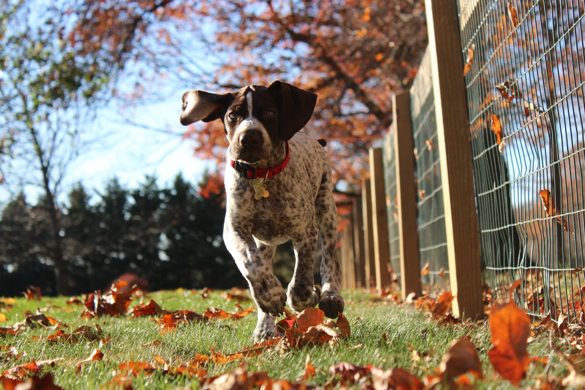 Why you should get a dog trainer to control an aggressive dog - Family Fever