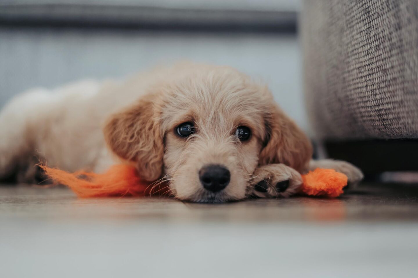 New puppy? No problem | Advice for first-time puppy owners